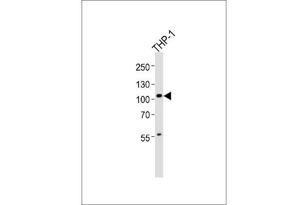 DZIP1 Antikörper  (C-Term)
