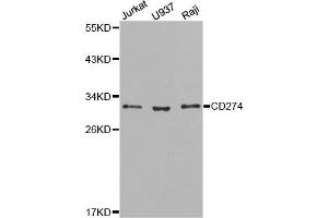 Western blot analysis of extracts of various cell lines, using CD274 antibody. (PD-L1 Antikörper)