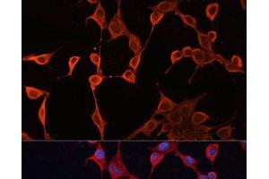 Immunofluorescence analysis of NIH/3T3 cells using DNAJA2 Polyclonal Antibody at dilution of 1:100. (DNAJA2 Antikörper)