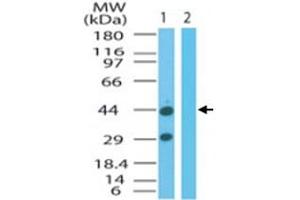 Western blot analysis of FNTA in mouse colon cell lysate in the 1) absence and 2) presence of immunizing peptide.