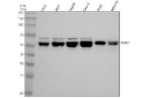 Western blot analysis of STAU1 using anti-STAU1 antibody (ABIN7606396).