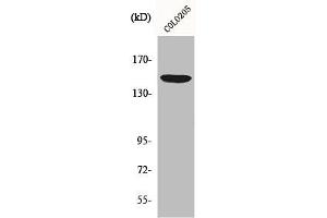 Western Blotting (WB) image for anti-ATP-Binding Cassette, Sub-Family C (CFTR/MRP), Member 1 (ABCC1) (Internal Region) antibody (ABIN7187381)