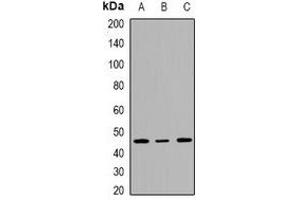 Western blot analysis of INI1 expression in HepG2 (A), Jurkat (B), K562 (C) whole cell lysates.