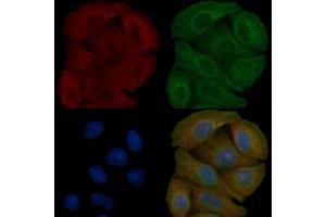 Fyn Mouse Monoclonal Antibody staining Hela cells by IF/ICC. (FYN Antikörper  (C-Term))