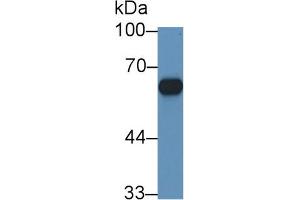 Western Blot; Sample: Mouse Adrenal gland lysate; Primary Ab: 1µg/ml Rabbit Anti-Rat CYP11B1 Antibody Second Ab: 0. (CYP11B1 Antikörper  (AA 1-498))