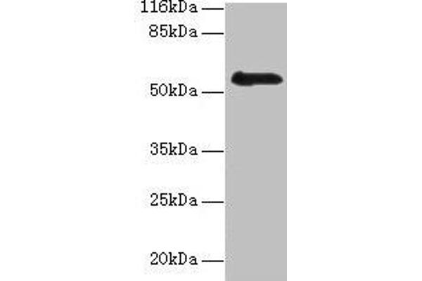 RBMY1F 抗体  (AA 1-496)