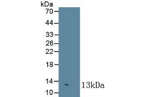 Detection of Recombinant IL8, Bovine using Monoclonal Antibody to Interleukin 8 (IL8) (IL-8 Antikörper  (AA 23-101))