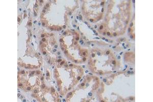 Used in DAB staining on fromalin fixed paraffin- embedded kidney tissue (ERI1 Antikörper  (AA 2-249))