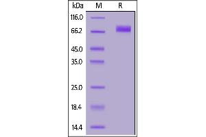 SDS-PAGE (SDS) image for Natural Killer Cell Cytotoxicity Receptor 3 Ligand 1 (NCR3LG1) (AA 25-262) (Active) protein (Fc Tag,AVI tag,Biotin) (ABIN6972948)