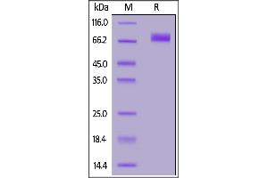 Biotinylated Human B7-H6, Fc,Avitag on  under reducing (R) condition. (B7-H6 Protein (AA 25-262) (Fc Tag,AVI tag,Biotin))
