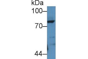 Western Blot; Sample: Rat Lung lysate; Primary Ab: 2µg/mL Rabbit Anti-Rat POSTN Antibody Second Ab: 0. (Periostin Antikörper  (AA 24-173))