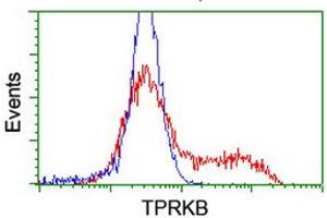 Image no. 2 for anti-TP53RK Binding Protein (TPRKB) antibody (ABIN1501485) (TPRKB Antikörper)