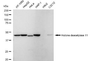 Western blotting analysis using Histone deacetylase 11 antibody (ABIN7798927).