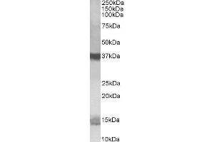 ABIN2564701 (1µg/ml) staining of K562 lysate (35µg protein in RIPA buffer). (Prefoldin-Like Antikörper  (C-Term))