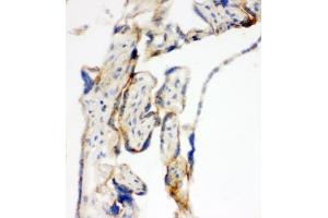IHC-F testing of TFAM antibody and human placenta tissue (TFAM Antikörper  (C-Term))