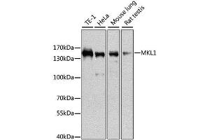Western blot analysis of extracts of various cell lines, using MKL1 antibody.