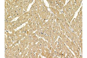 ABIN7097149 and ABIN7101217 at 1/100 staining rat heart tissue by IHC-P. (ACMSD Antikörper)
