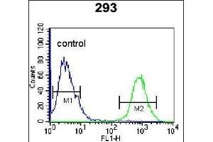 OGN Antibody (C-term) (ABIN655617 and ABIN2845097) flow cytometric analysis of 293 cells (right histogram) compared to a negative control cell (left histogram). (OGN Antikörper  (C-Term))