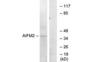 Western blot analysis of extracts from COS7 cells, using AIFM2 Antibody. (AIFM2 Antikörper  (AA 141-190))