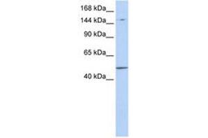 Image no. 1 for anti-PR Domain Containing 15 (PRDM15) (AA 900-949) antibody (ABIN6740934) (PRDM15 Antikörper  (AA 900-949))