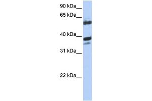 WB Suggested Anti-DNAJB1 Antibody Titration: 0.