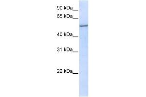 EIF2S3 antibody used at 1 ug/ml to detect target protein. (EIF2S3 Antikörper  (N-Term))