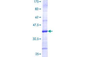 SDS-PAGE (SDS) image for Translocase of Outer Mitochondrial Membrane 40 Homolog (TOMM40) (AA 276-361) protein (GST tag) (ABIN1323340) (TOMM40 Protein (AA 276-361) (GST tag))