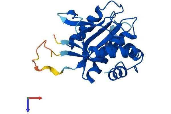 COX4NB Protein (AA 1-210) (His tag)