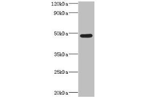 Western blot All lanes: IFT57 antibody at 2 μg/mL + Mouse lung tissue Secondary Goat polyclonal to rabbit IgG at 1/10000 dilution Predicted band size: 49 kDa Observed band size: 49 kDa (IFT57 Antikörper  (AA 170-429))