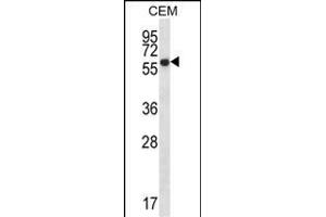 ERO1L Antibody (C-term) (ABIN657228 and ABIN2846330) western blot analysis in CEM cell line lysates (35 μg/lane).