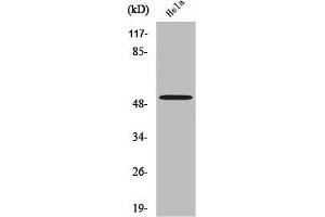 Western Blot analysis of MCF7 cells using Septin 7 Polyclonal Antibody (Septin 7 Antikörper  (C-Term))