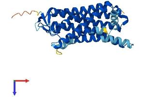OR8D1 Protein (AA 1-308) (His tag)