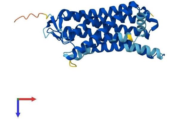 OR8D1 Protein (AA 1-308) (His tag)
