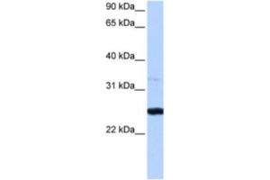 Western Blotting (WB) image for anti-phosphoribosyl Transferase Domain Containing 1 (PRTFDC1) antibody (ABIN2463223) (PRTFDC1 Antikörper)