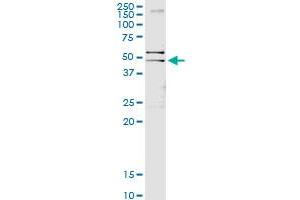 Immunoprecipitation of GFAP transfected lysate using anti-GFAP MaxPab rabbit polyclonal antibody and Protein A Magnetic Bead , and immunoblotted with GFAP purified MaxPab mouse polyclonal antibody (B01P) .