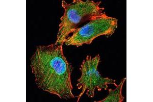 .Immunofluorescence analysis of U251 cells using IL34 mouse mAb (green). Blue. DRAQ5 fluorescent DNA dye. Red. Actin filaments have been labeled with Alexa Fluor-555 phalloidin. (IL-34 Antikörper)