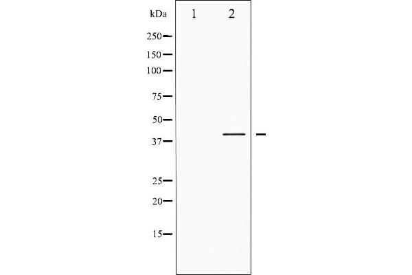 CREB1 Antikörper  (pSer142)