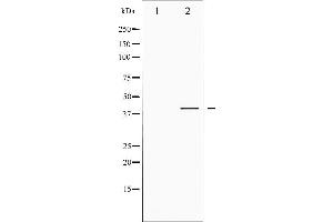 Western blot analysis of CREB phosphorylation expression in PMA treated HeLa whole cell lysates,The lane on the left is treated with the antigen-specific peptide. (CREB1 Antikörper  (pSer142))