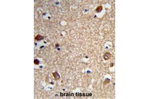 Formalin-fixed and paraffin-embedded human brain tissue reacted with ACTR5 Antibody (C-term), which was peroxidase-conjugated to the secondary antibody, followed by DAB staining. (ACTR5 Antikörper  (C-Term))