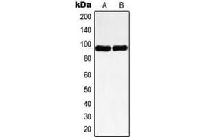Western blot analysis of Nibrin expression in HeLa (A), HL60 (B) whole cell lysates. (Nibrin Antikörper  (Center))