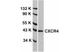 Western blot analysis of CXCR4 in HeLa total cell lysate with AP30267PU-N anti-CXCR4 (EL) at 1/1000 dilution. (CXCR4 Antikörper  (Extracellular Loop))