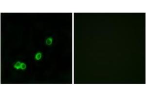Immunofluorescence (IF) image for anti-Acyl-CoA Thioesterase 1 (ACOT1) (AA 91-140) antibody (ABIN2890091) (ACOT1 Antikörper  (AA 91-140))