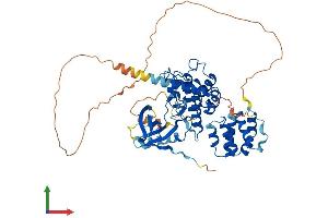 Protein Structure (PS) image for Receptor-Interacting Serine-threonine Kinase 2 (RIPK2) (AA 1-540) protein (His tag) (ABIN7555236)