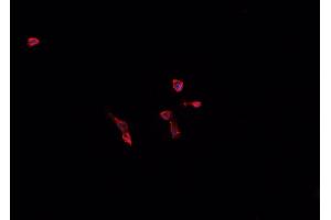 ABIN6268860 staining U-937 cells by IF/ICC. (Cyclin A1 Antikörper)