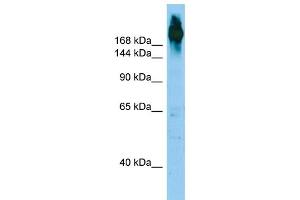 WB Suggested Anti-FLNC Antibody Titration: 1. (FLNC Antikörper  (N-Term))