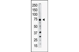 Image no. 1 for anti-PR Domain Containing 14 (PRDM14) (N-Term) antibody (ABIN356723) (PRDM14 Antikörper  (N-Term))