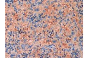 Immunohistochemistry (IHC) image for anti-Fibroblast Growth Factor 13 (FGF13) (AA 1-192) antibody (ABIN1858866)