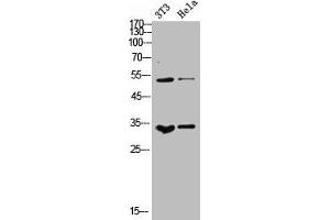 Western Blot analysis of NIH-3T3 Hela cells using M-CSF Polyclonal Antibody (M-CSF/CSF1 Antikörper  (C-Term))