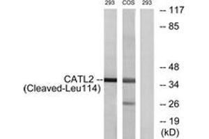 Western blot analysis of extracts from 293/COS cells, treated with etoposide 25uM 1h, using CATL2 (Cleaved-Leu114) Antibody. (Cathepsin L2 Antikörper  (Cleaved-Leu114))