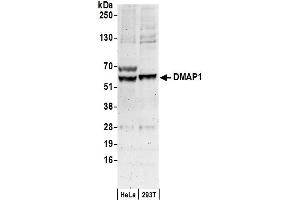 Western Blotting (WB) image for anti-DNA Methyltransferase 1-Associated Protein 1 (DMAP1) (AA 50-100) antibody (ABIN7449181)